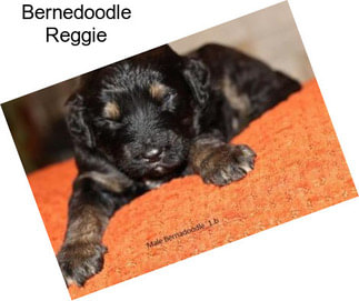 Bernedoodle Reggie