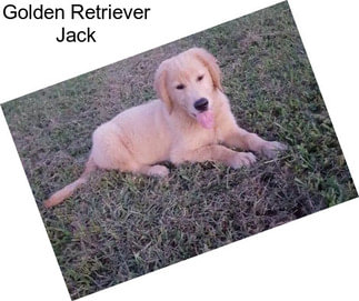 Golden Retriever Jack