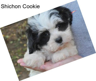 Shichon Cookie