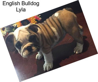 English Bulldog Lyla
