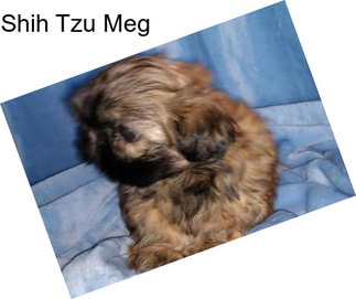 Shih Tzu Meg