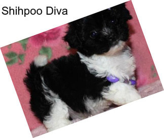 Shihpoo Diva