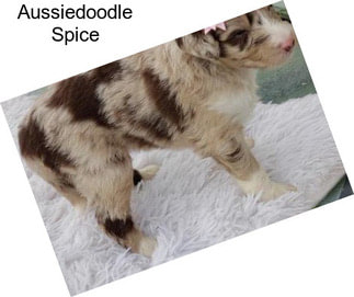 Aussiedoodle Spice