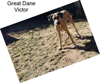 Great Dane Victor
