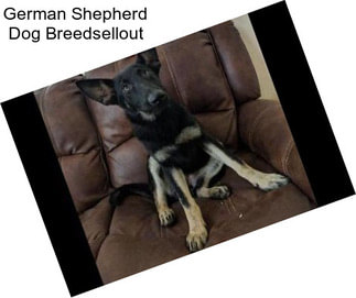 German Shepherd Dog Breedsellout