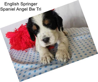 English Springer Spaniel Angel Bw Tri