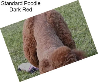 Standard Poodle Dark Red