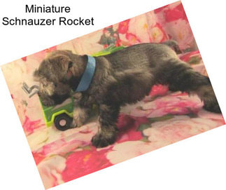 Miniature Schnauzer Rocket