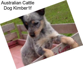 Australian Cattle Dog Kimber1f