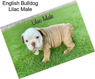 English Bulldog Lilac Male