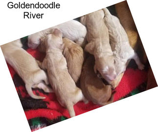 Goldendoodle River