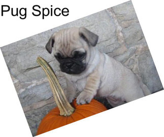Pug Spice