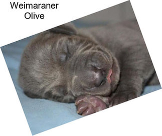 Weimaraner Olive