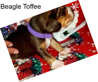 Beagle Toffee