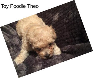 Toy Poodle Theo