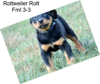 Rottweiler Rott Fml 3-3