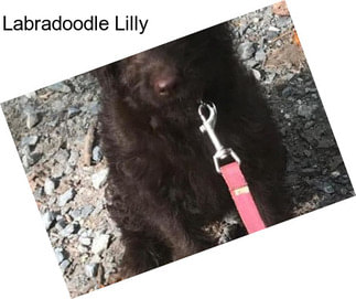 Labradoodle Lilly