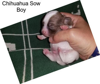 Chihuahua Sow Boy