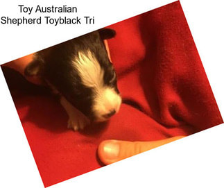 Toy Australian Shepherd Toyblack Tri