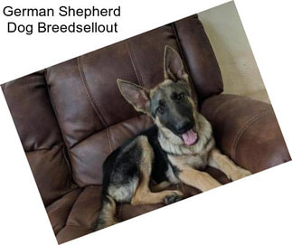 German Shepherd Dog Breedsellout