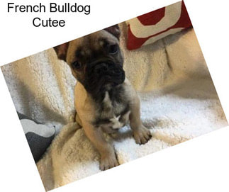 French Bulldog Cutee