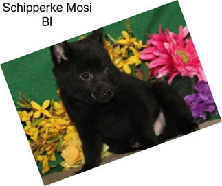 Schipperke Mosi Bl