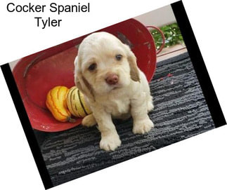 Cocker Spaniel Tyler