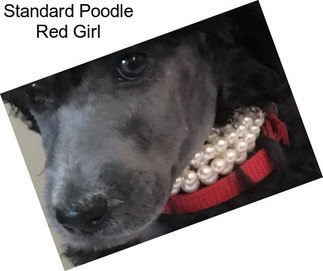Standard Poodle Red Girl