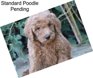 Standard Poodle Pending