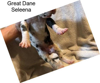 Great Dane Seleena