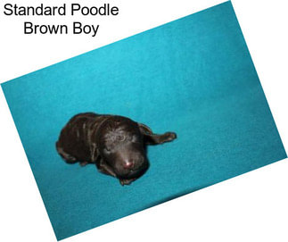 Standard Poodle Brown Boy