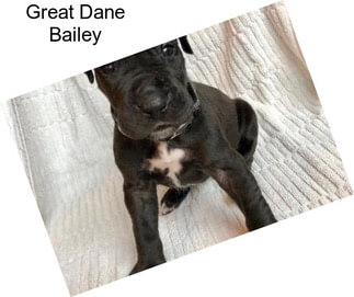 Great Dane Bailey