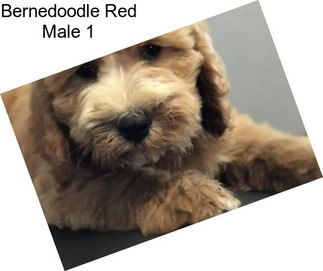 Bernedoodle Red Male 1