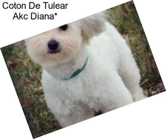 Coton De Tulear Akc Diana*