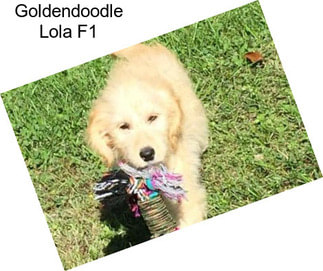 Goldendoodle Lola F1
