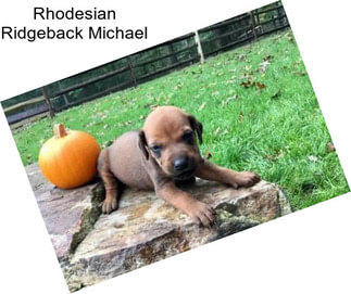 Rhodesian Ridgeback Michael