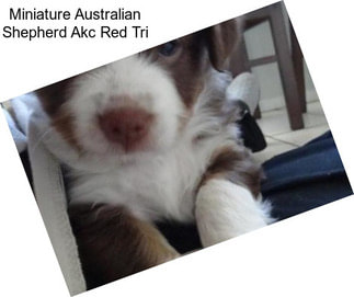 Miniature Australian Shepherd Akc Red Tri