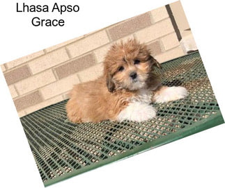 Lhasa Apso Grace