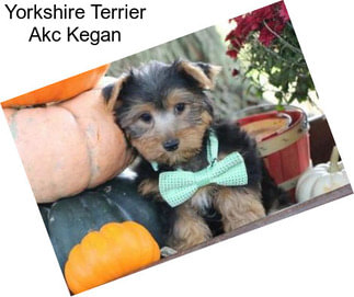 Yorkshire Terrier Akc Kegan
