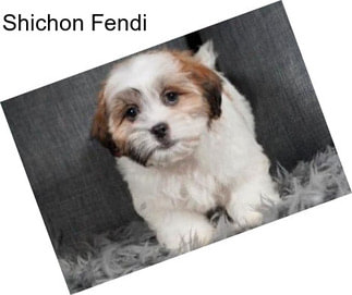 Shichon Fendi