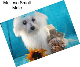 Maltese Small Male