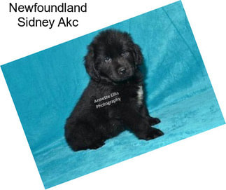 Newfoundland Sidney Akc