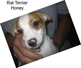 Rat Terrier Honey