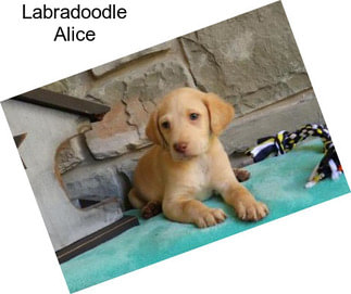 Labradoodle Alice