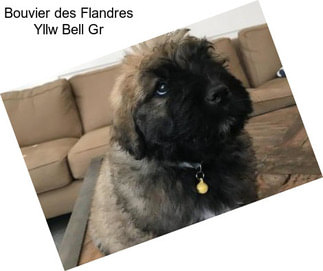 Bouvier des Flandres Yllw Bell Gr