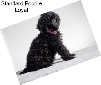 Standard Poodle Loyal