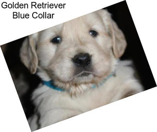 Golden Retriever Blue Collar