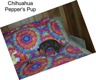 Chihuahua Pepper\'s Pup