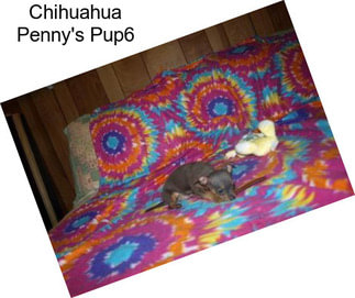Chihuahua Penny\'s Pup6
