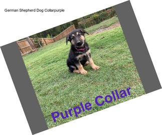 German Shepherd Dog Collarpurple